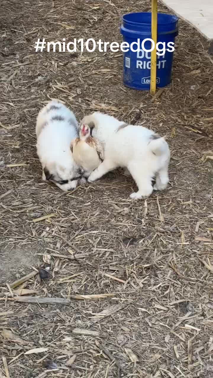 @mid10treedogs