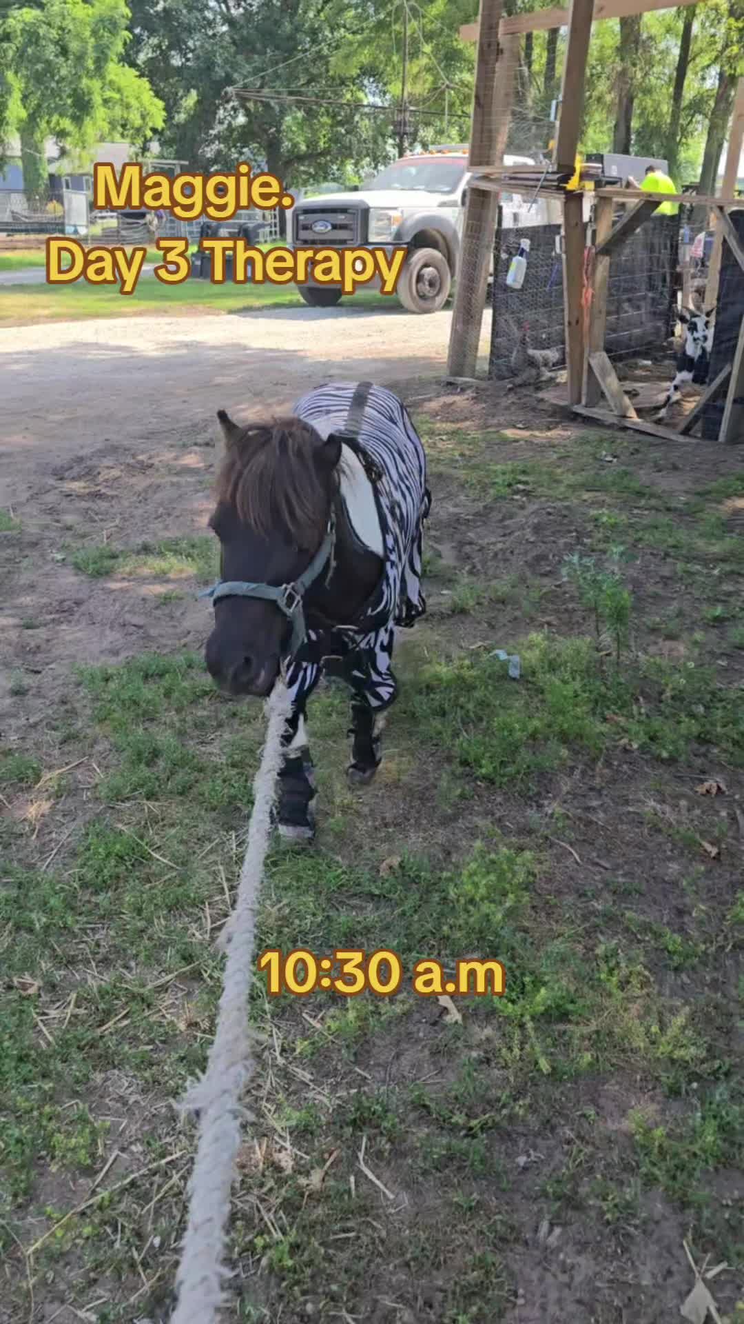 @Small Town Farm LLC