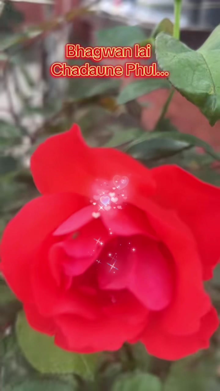 @dambarbista1