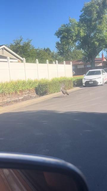 @Rowenahutchings70🦆❌