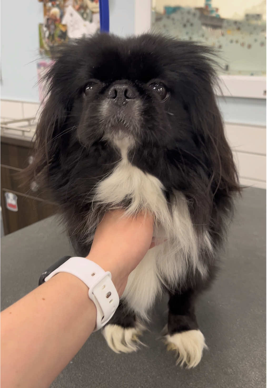 @desilynns_dogs