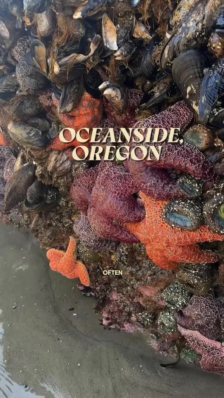 @The Oregon Coast