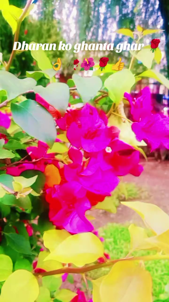 @AmritaGL025❤️💙🍒🌺🍒❤️