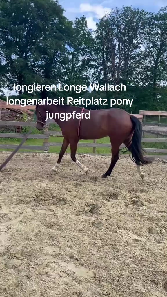 @Steffis_horse_world