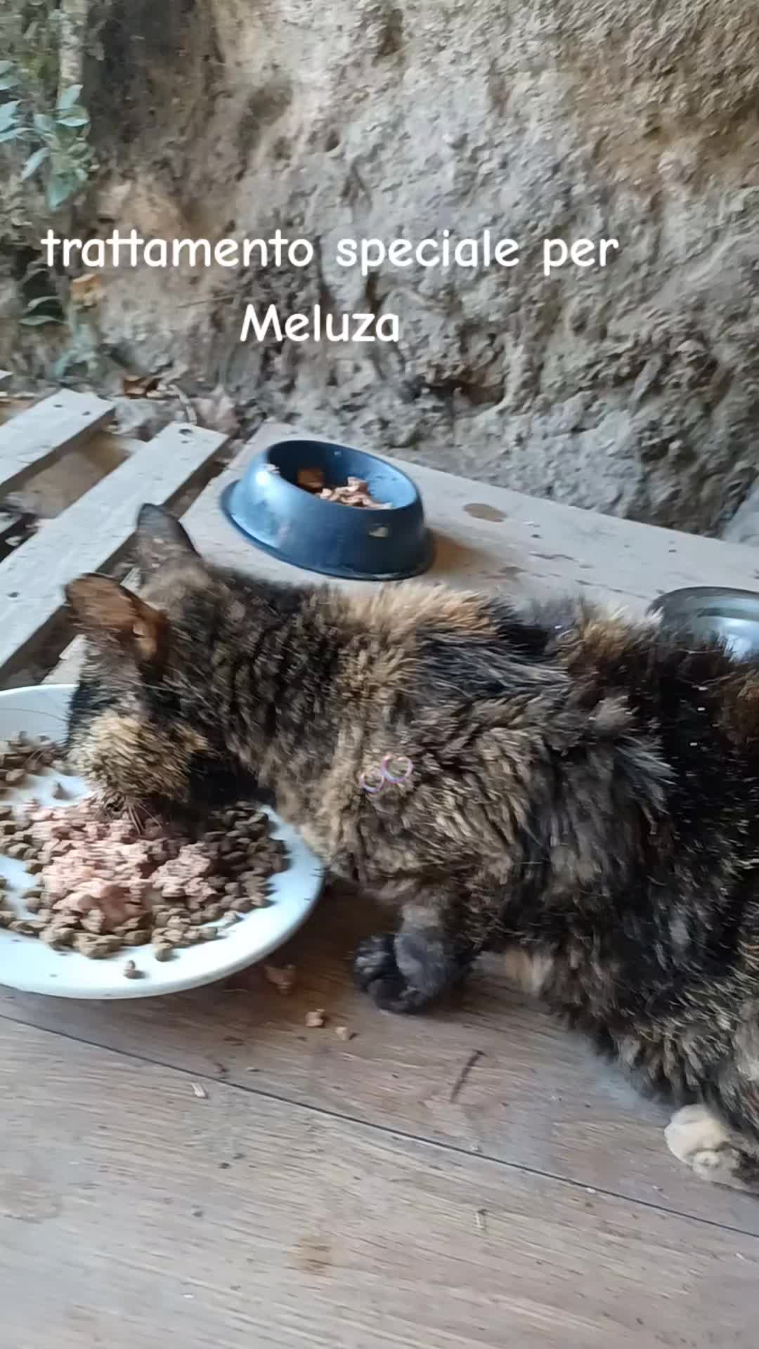@amica dei gatti