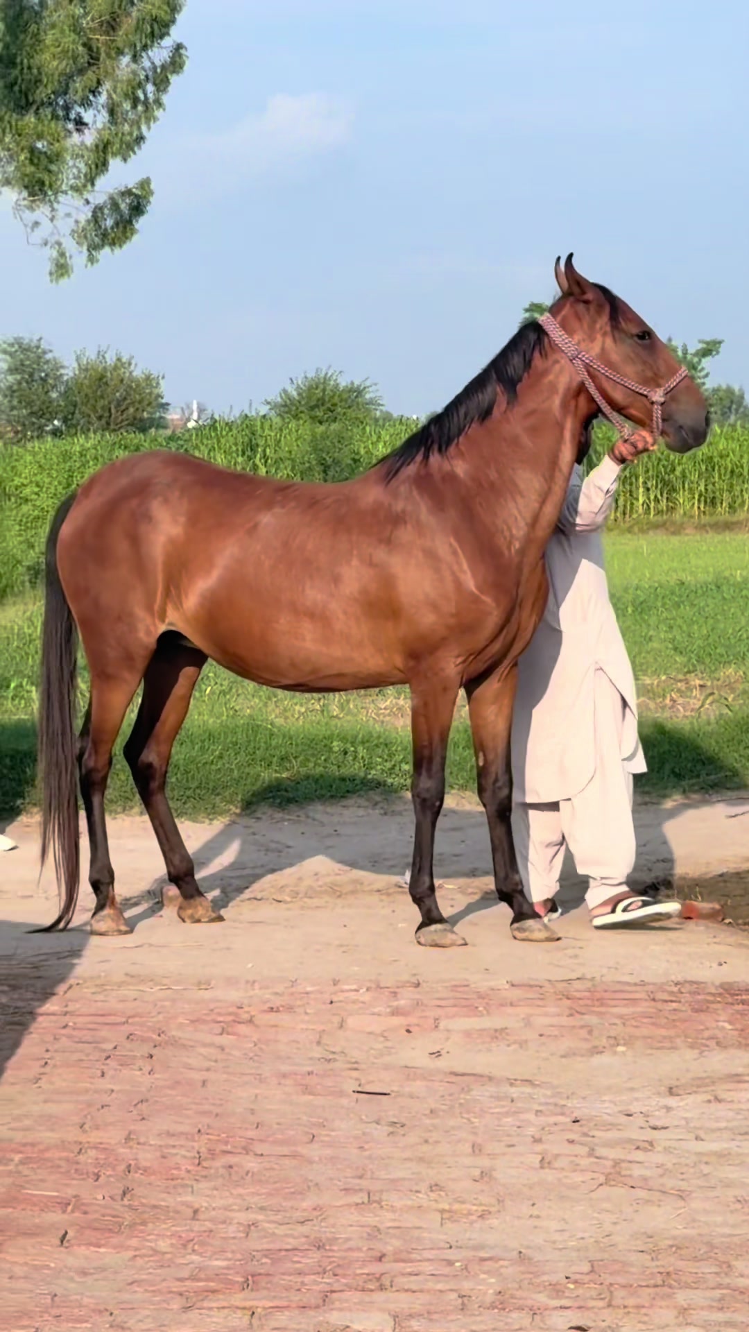 @RAJ BAKHTIAR GONDAL