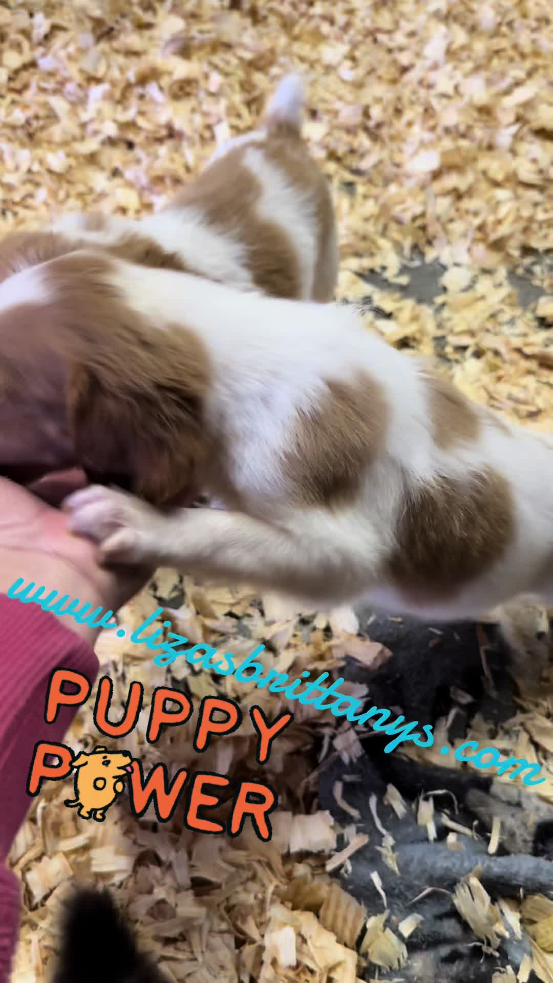 @Lizas Speckled Puppies