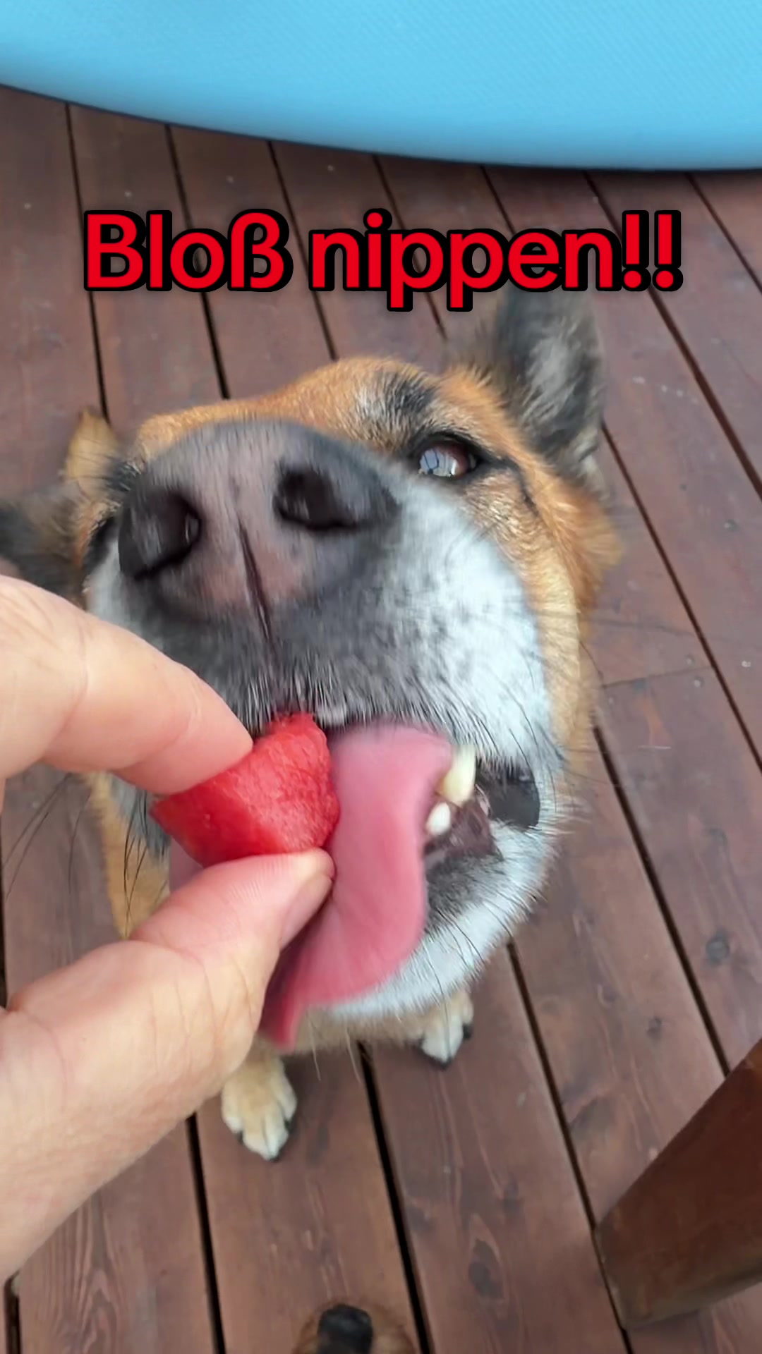 @INSAbenteuerHund
