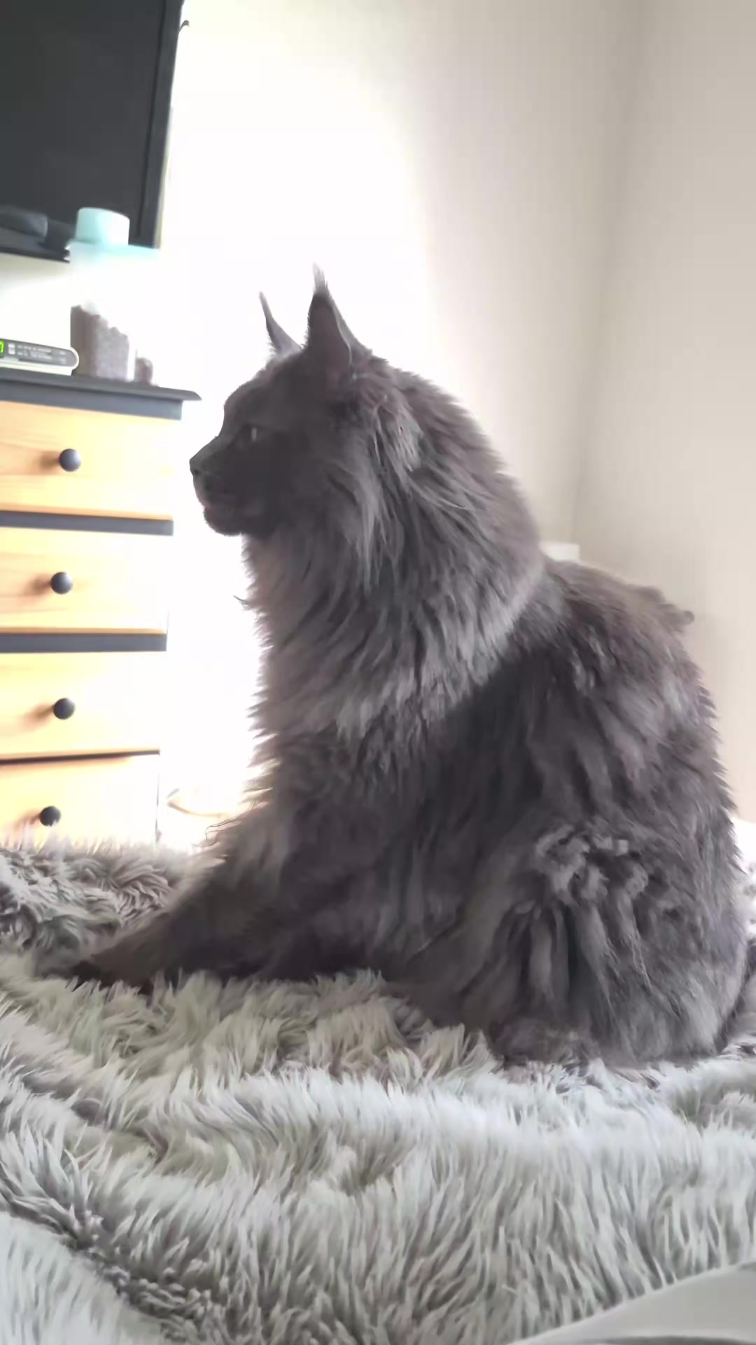 @Ragnar the Maine Coon 🐈