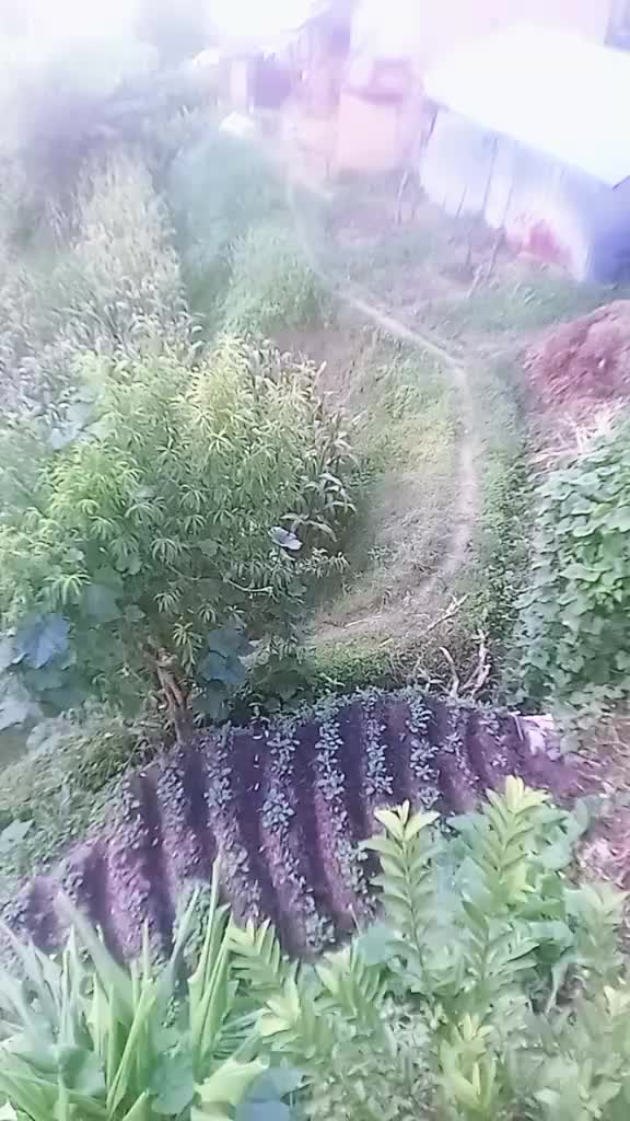 @Harichandra Dahal