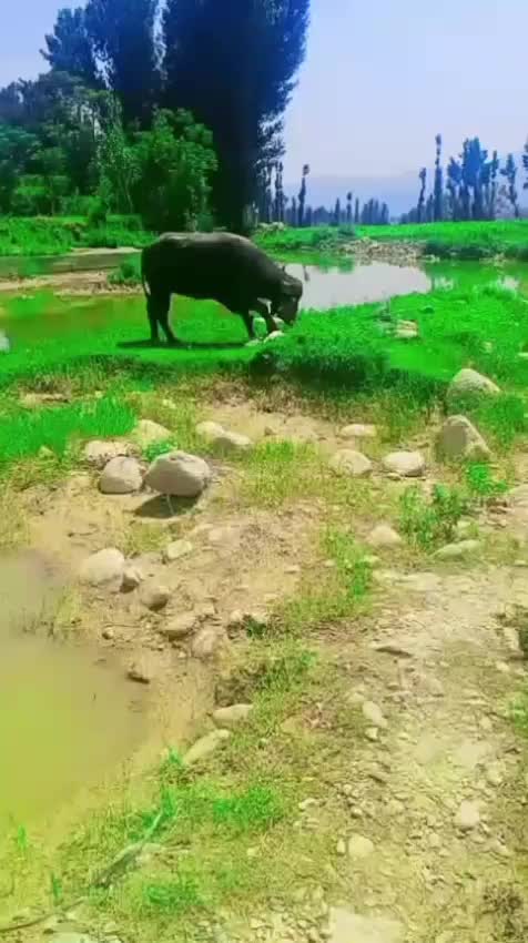 @ASAD Sarkar123