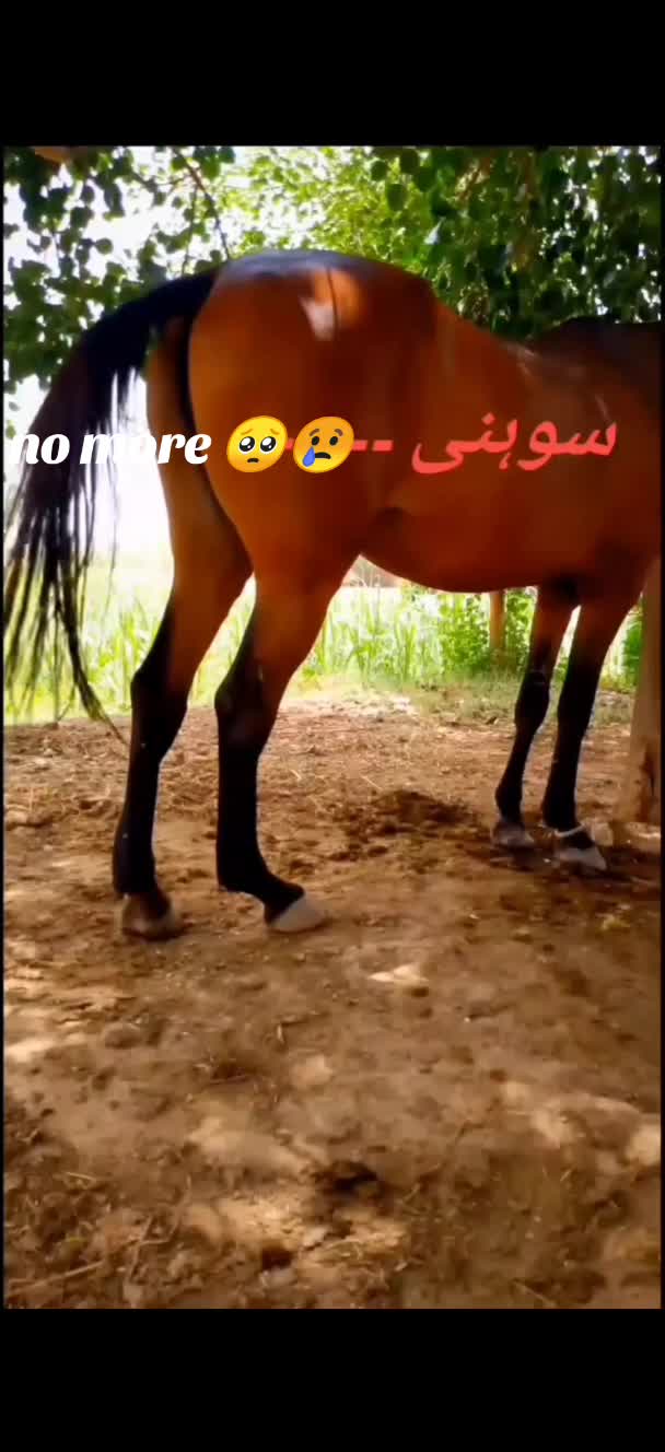 @LASHARI BALOCH