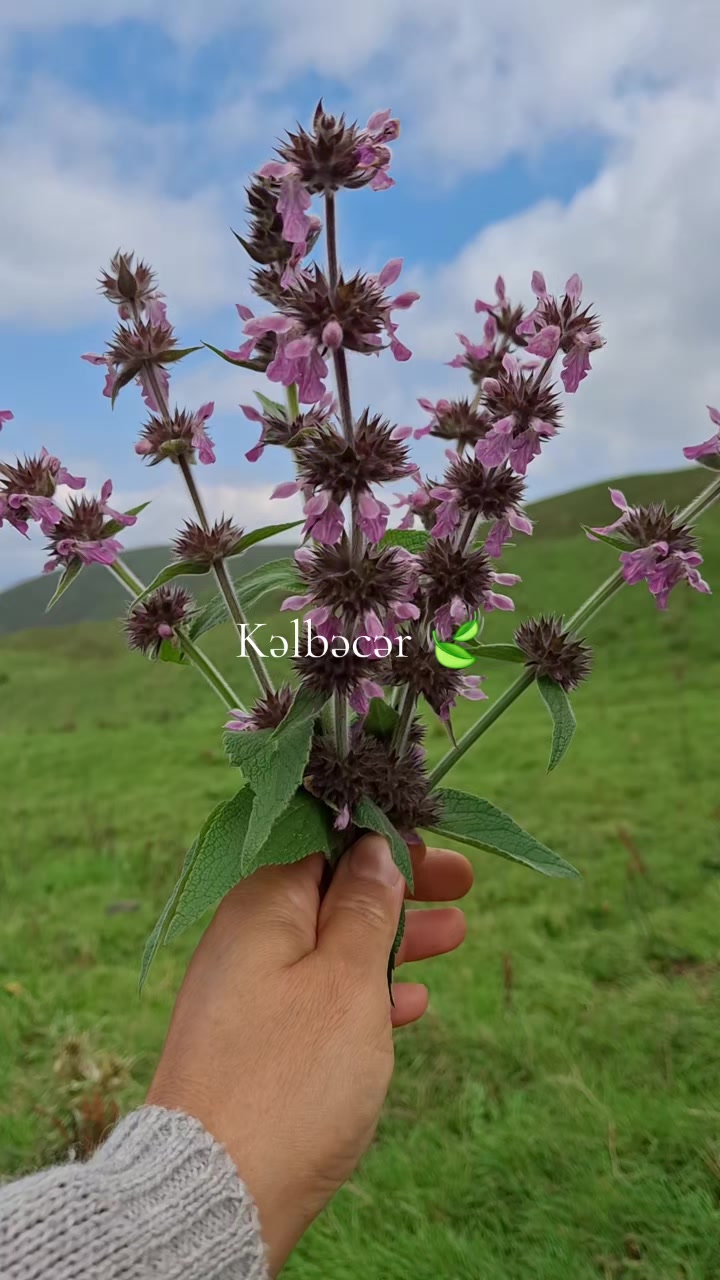 @olannanolmazdan