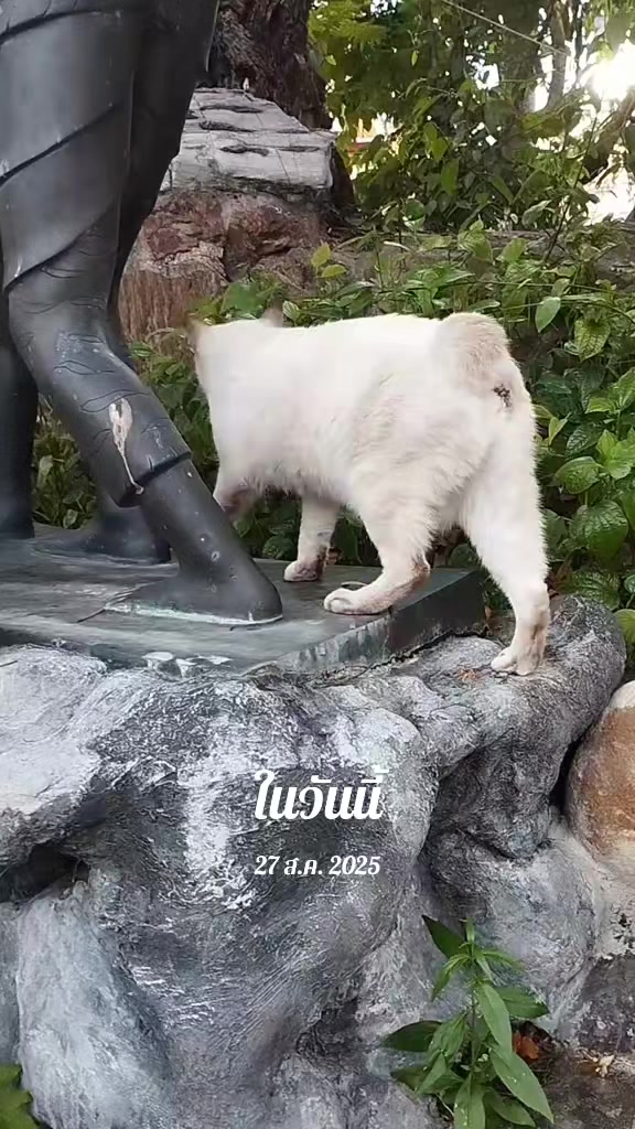 @taogampon