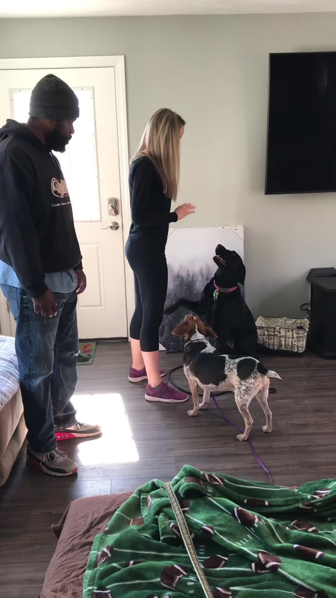 @citylivingdog