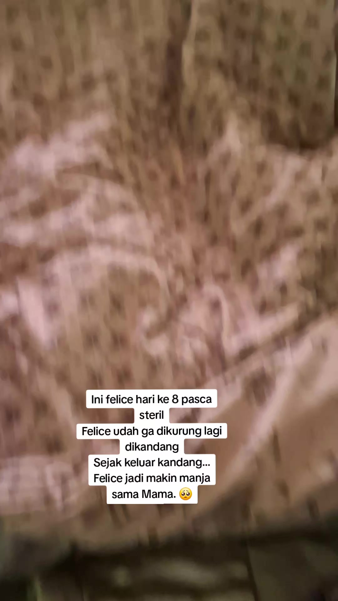 @Felice