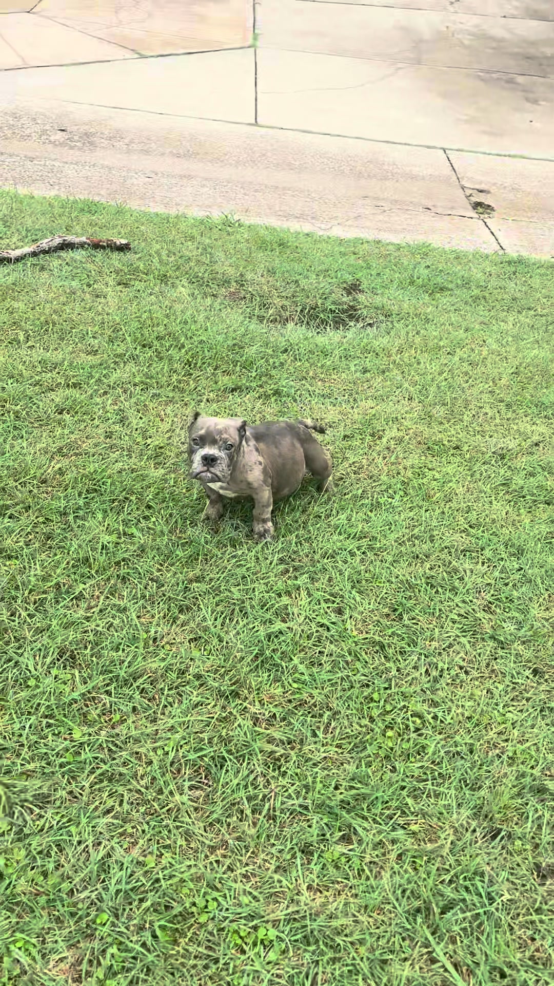 @BigDawgKennels