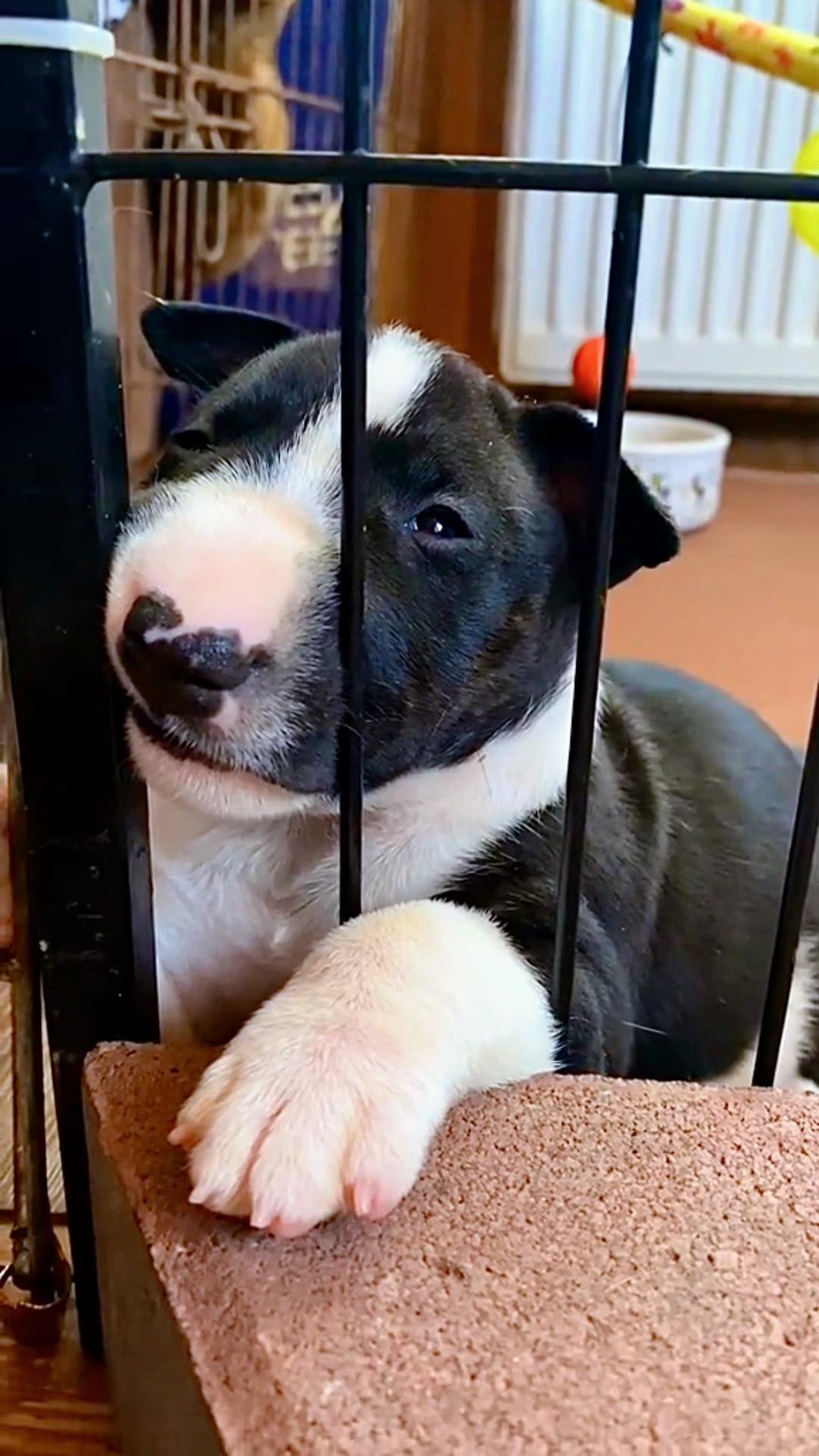 @Terra_Viva_minibullterrier
