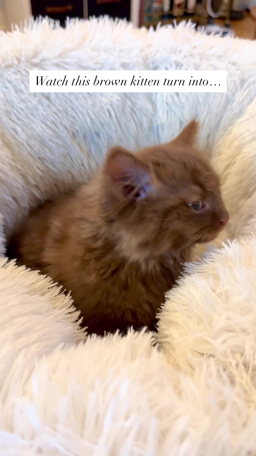 @Churro the Cinnamon Ragdoll 🤎