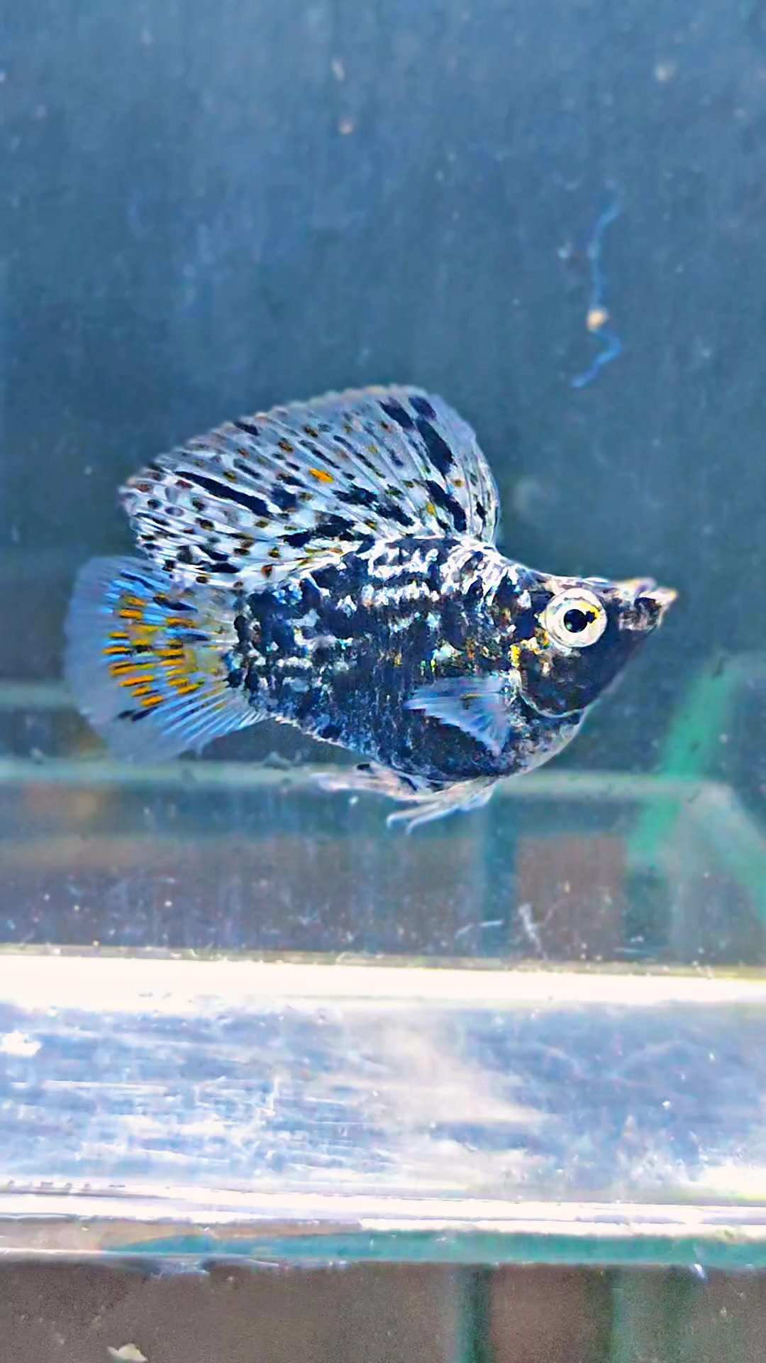 @Ramon Fish Banyuwangi