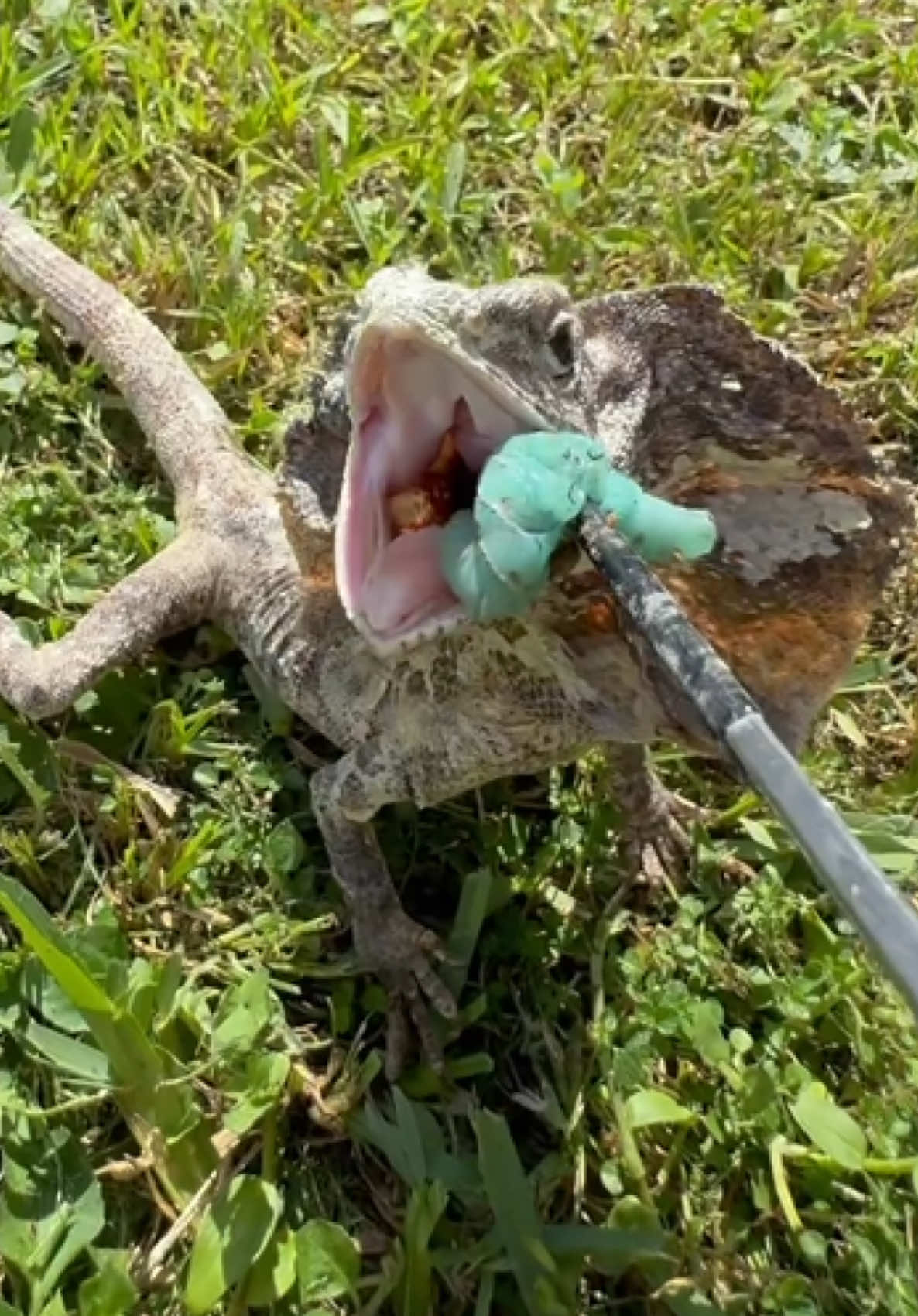 @Tommys_reptiles