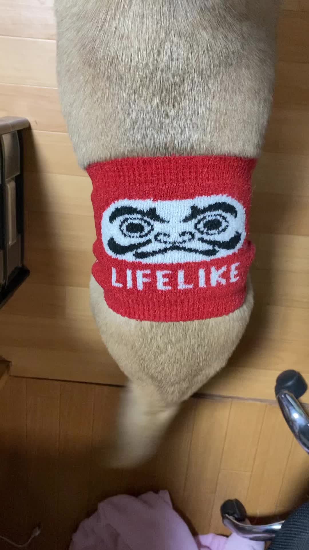@島犬リリーのtikdog