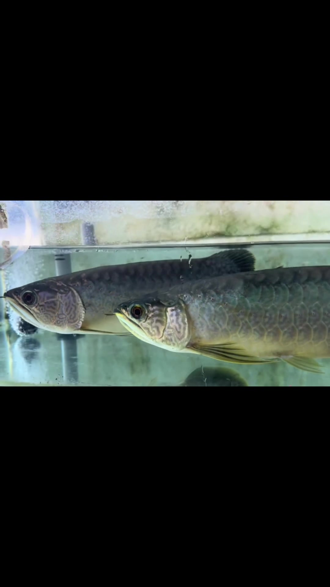 @MK AROWANA SPECIALIST