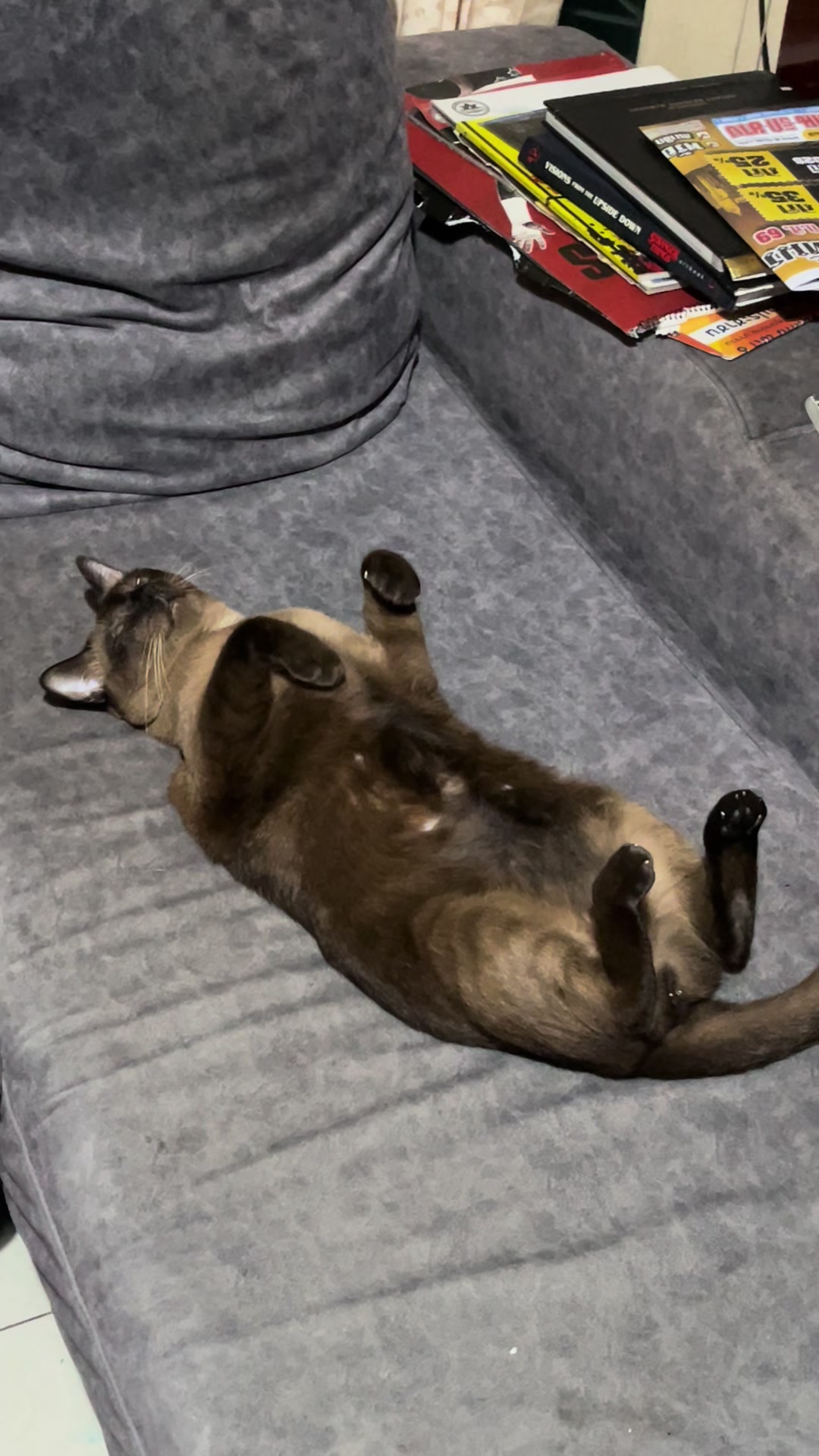 @White.black.orange.cats