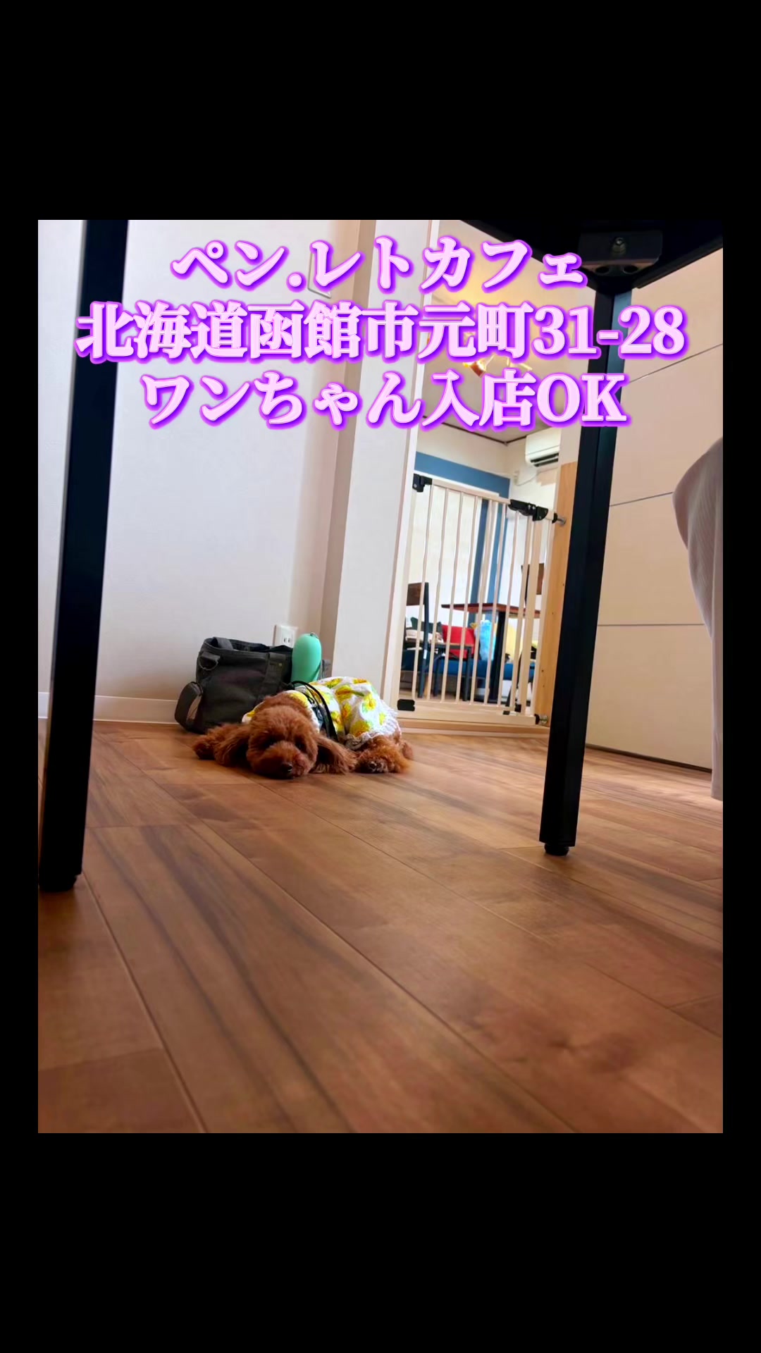 @テディきち