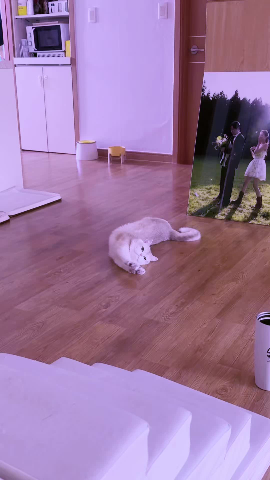 @쑥부쟁이