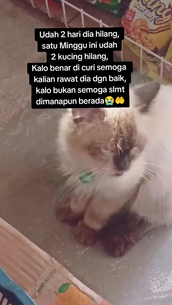@🇮🇩Adek Gely😽❤️