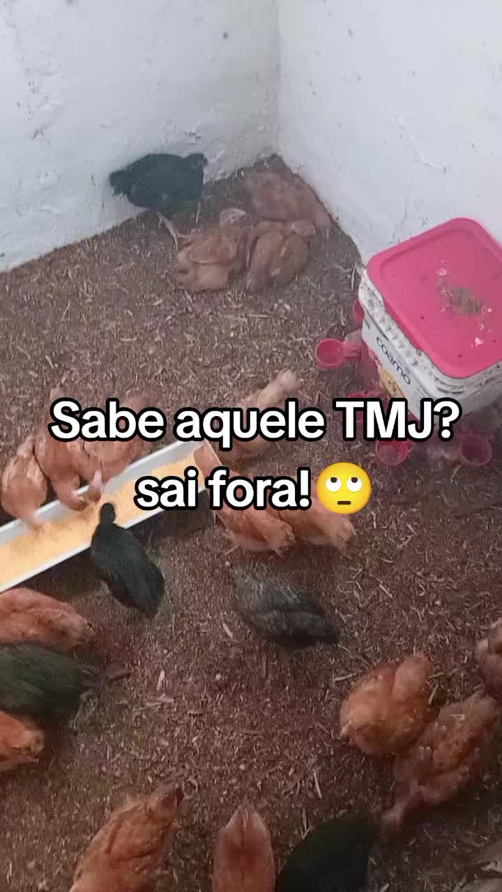 @Criatório Fênix 🐦🔥
