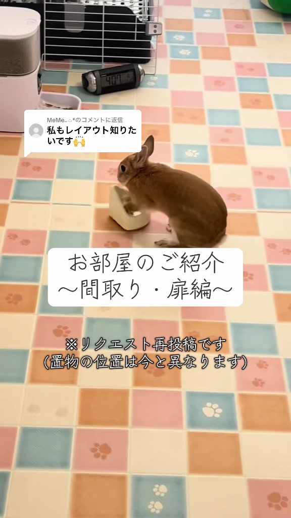 @ラテちゃん🐰🐢💨