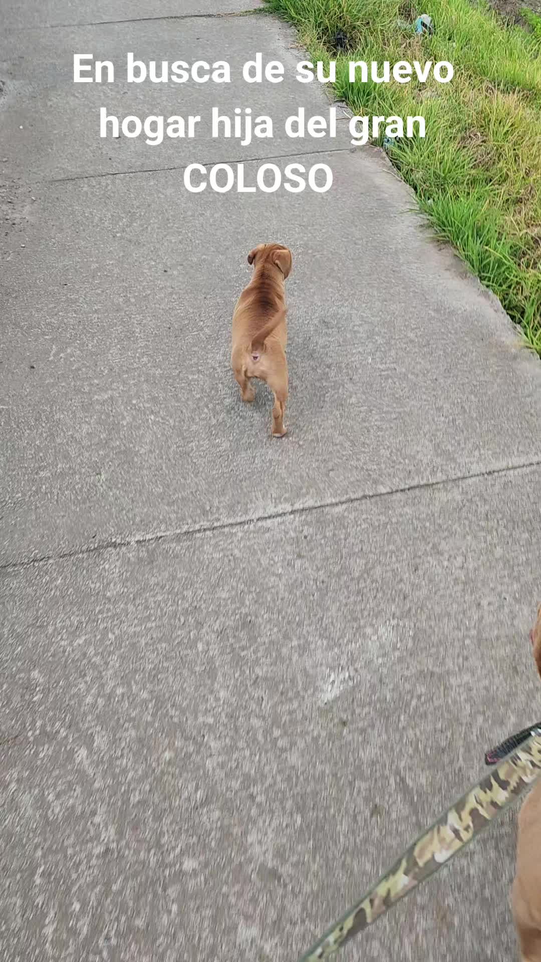 @Kratos kennel