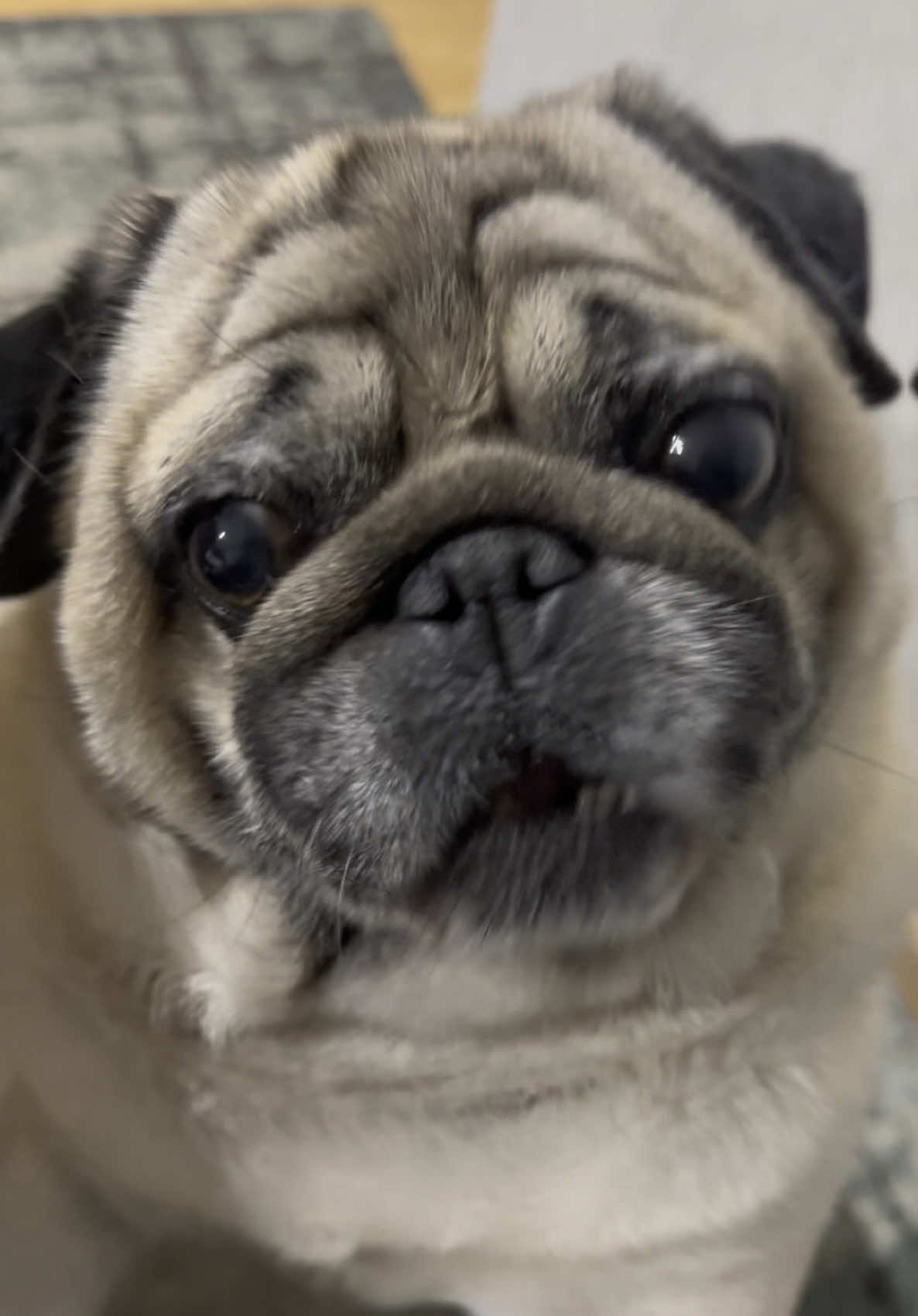 @Pug_bulka