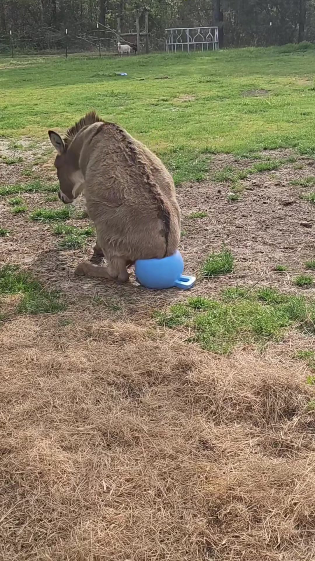 @Fluffy Fails