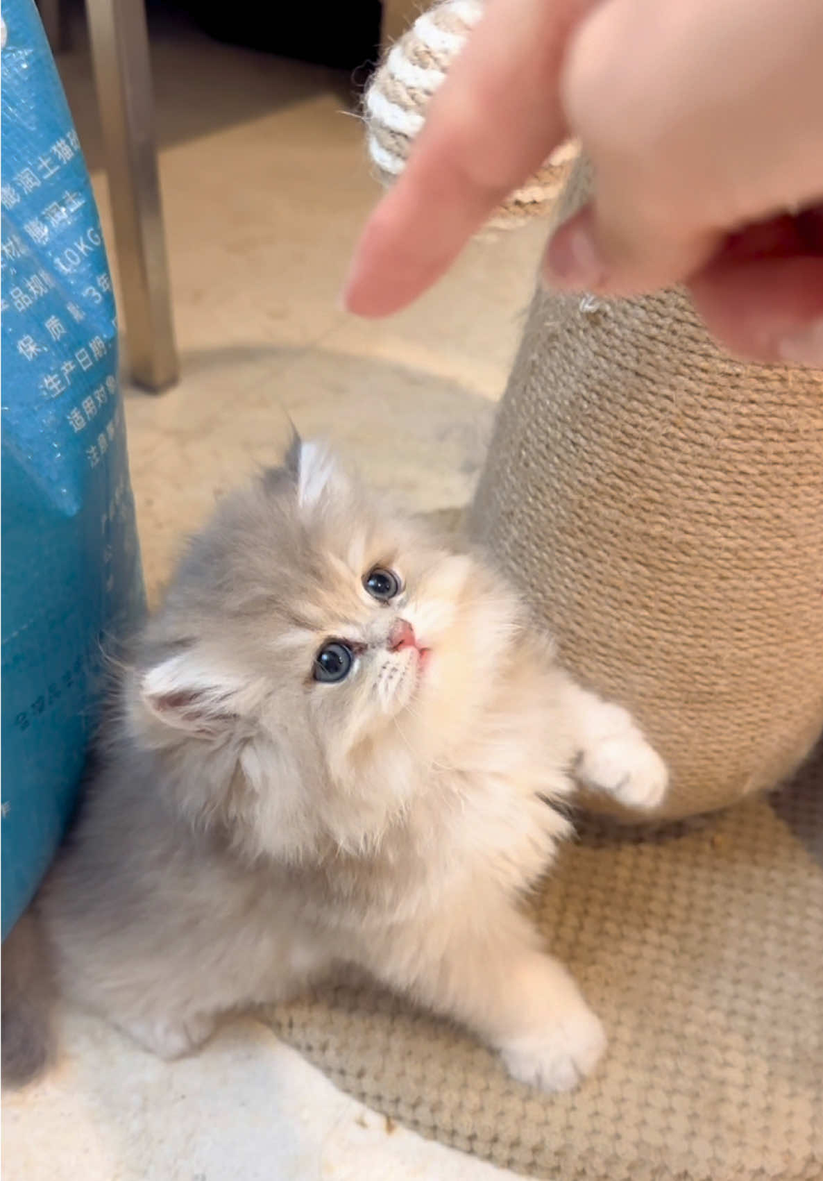 @喵贝贝在大马