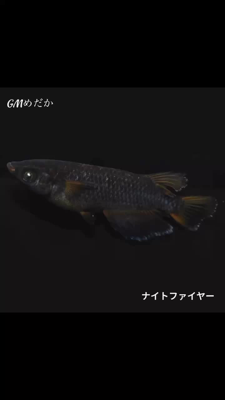 @gmmedaka.niigata