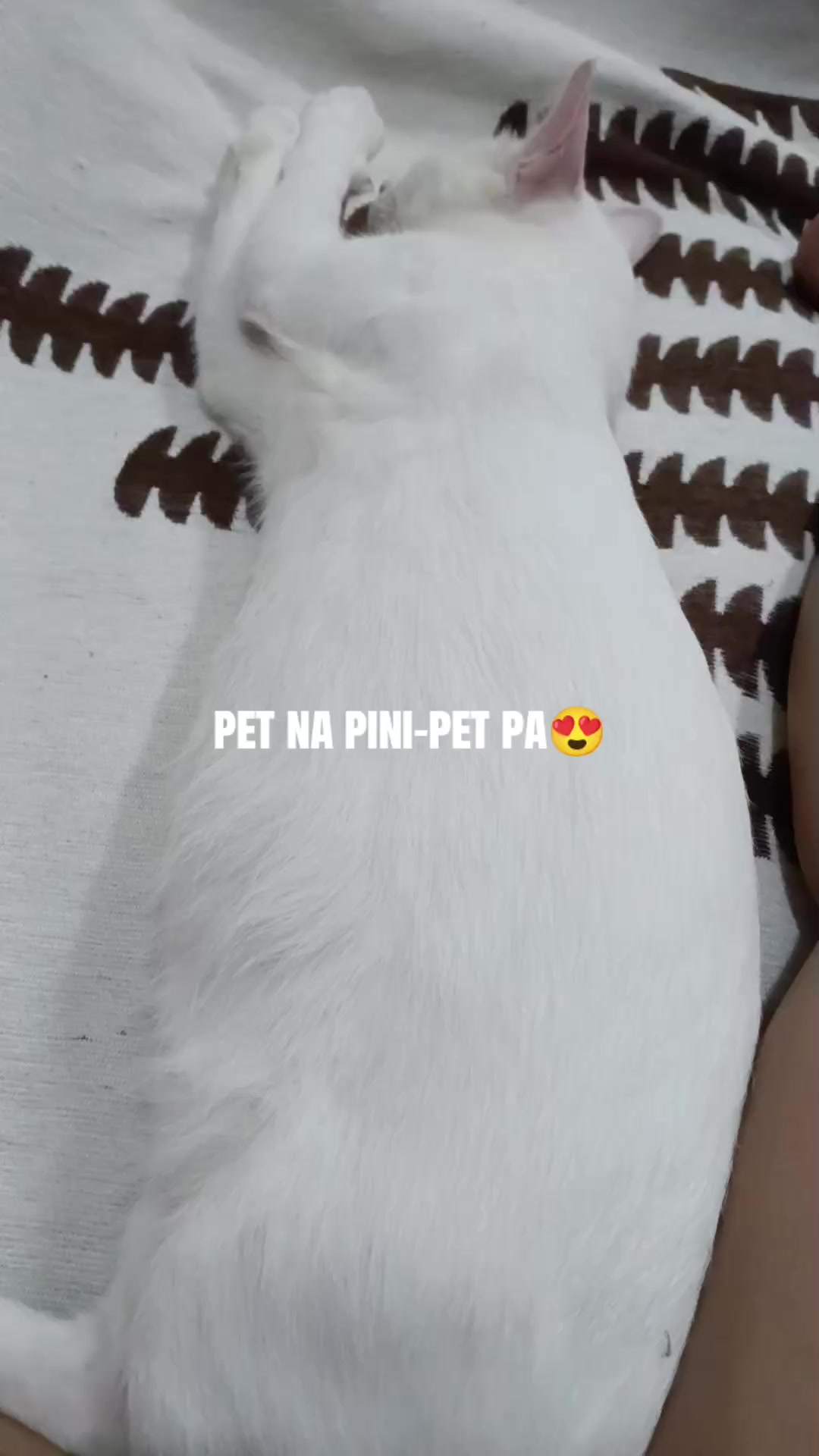 @heyriiiiiya🐱