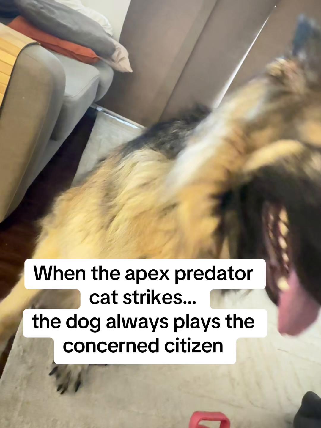 @Indy German Shepherd