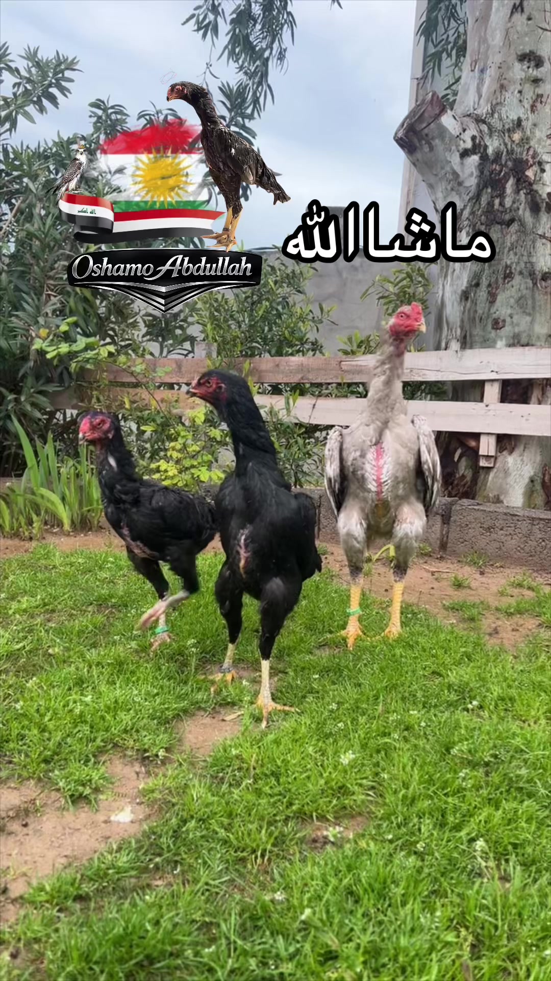 @ئۆشامۆ عبدالله🥇