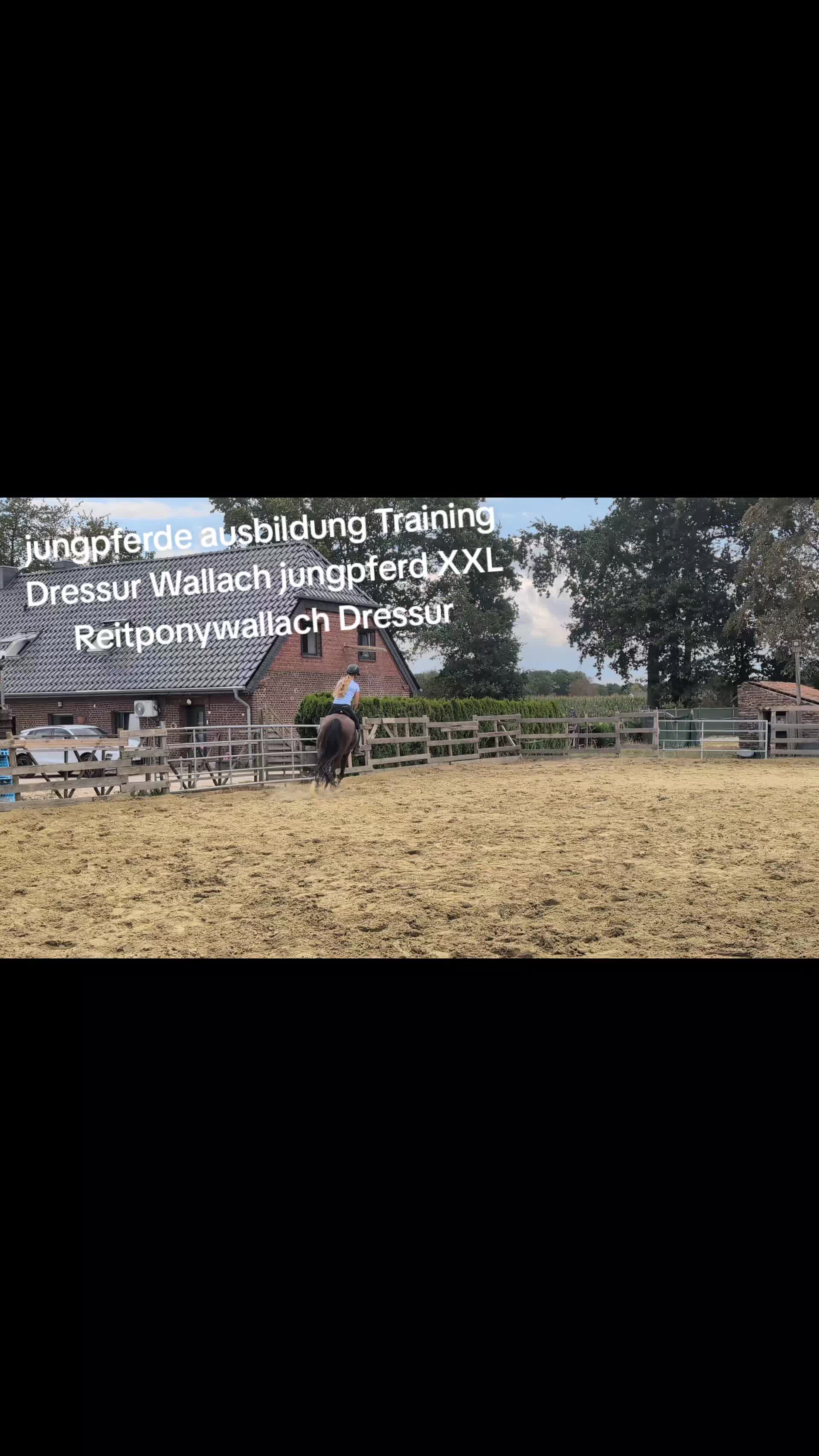 @Steffis_horse_world
