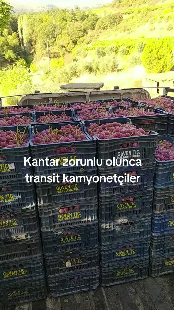 @Ali &Ccedil;ankaya