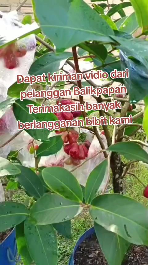 @Bibit khusus samarinda