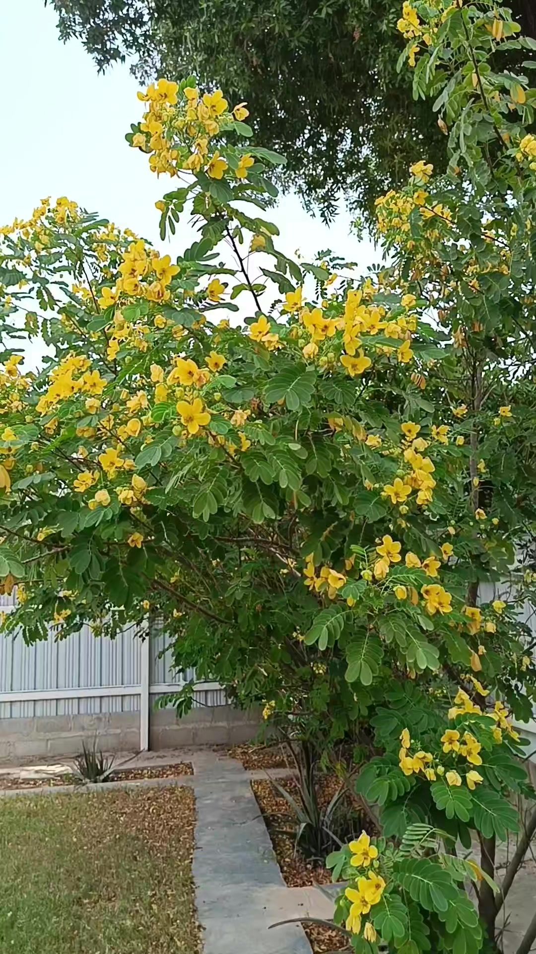 @❤নড়াইল🇰🇼Kuwait🌾🌾🌾