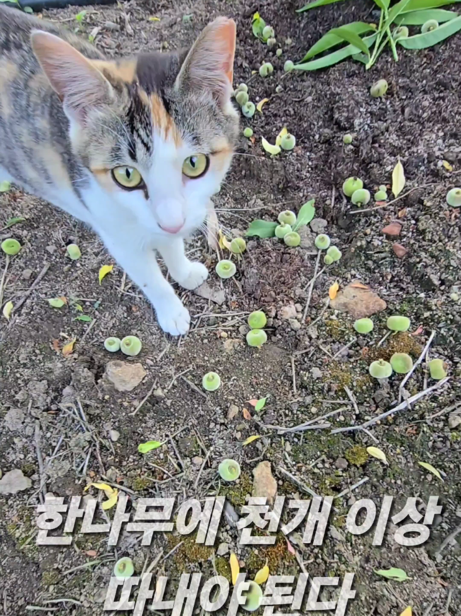 @유튜브 윤파머 납작복숭아