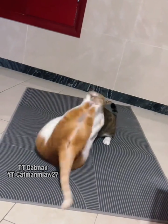 @Catman