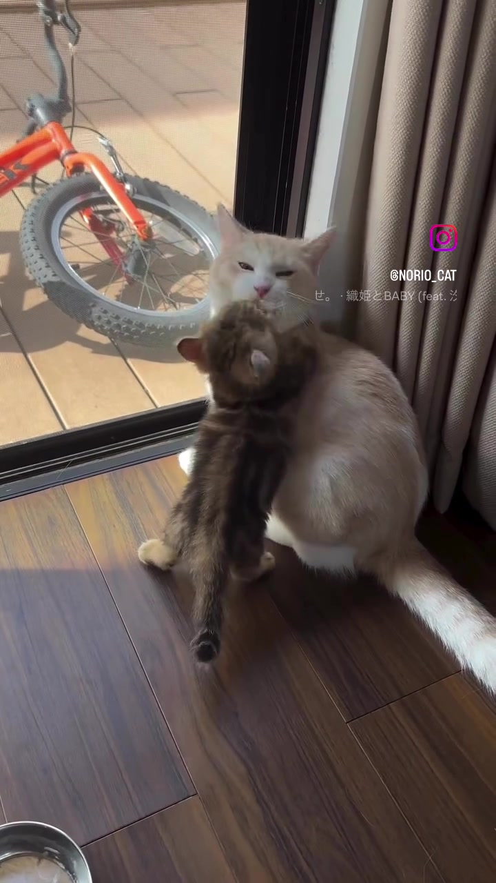@のりおのTikTok