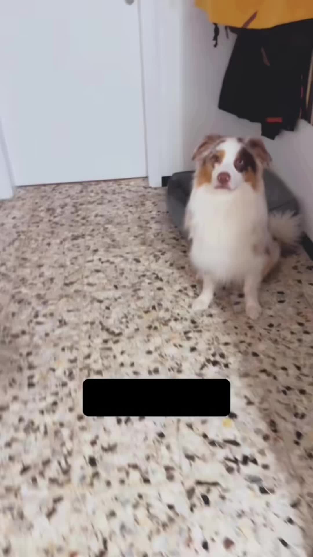 @Mylo_wird_zum_Assistenzhund