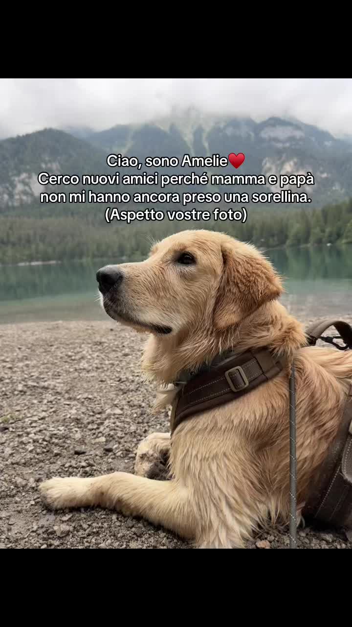 @AMELI(SSA)🐶👧🏻